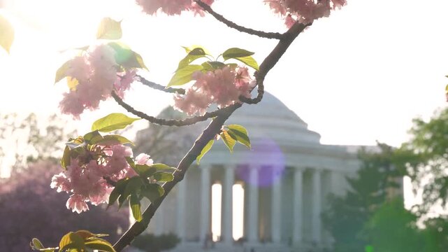 Cherry Blossom Washington DC Slow Motion Jefferson Memorial, Sun Flare. Pink and White Flower in Bloom Sunny Day. Camera Move Beautiful Nature