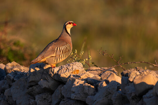 Rock Partridge - Alectoris graeca, beautiful colored bird from Souther Europeans bushes nad rocks, Pag island, Croatia.