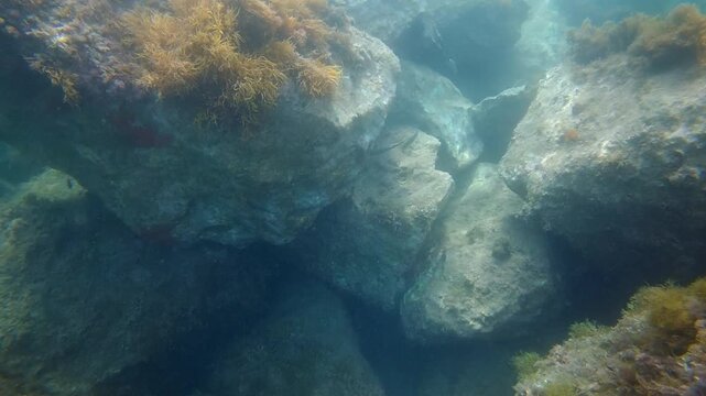 Large underwater rock formation covered with brown seaweed and marine vegetation in turquoise coastal water