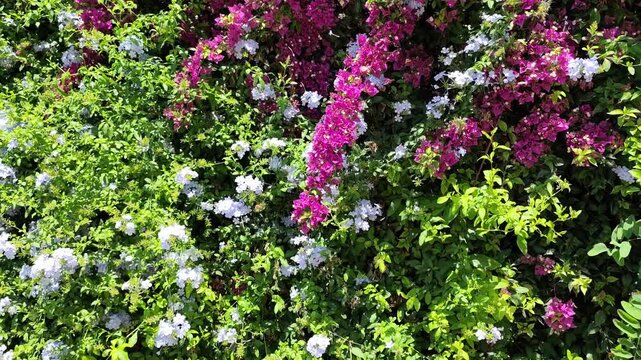 Background view of a lush Mediterranean garden wall bursting with vibrant magenta bougainvillea and pale blue plumbago blossoms.