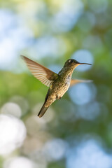 Obraz premium A small hummingbird hovering in flight against a bright natural green bokeh background outdoors