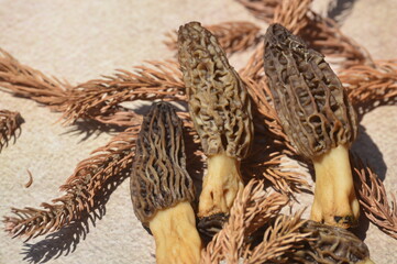 Obraz premium Morchella conica also called gucchi,nutrient-rich, heart-healthy and versatile culinary delight natural and organic
