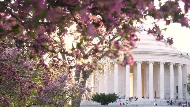 Beautiful Lens Flare Cherry Blossom Tree in Washington DC with Jefferson Memorial in Background in Focus. Windy Day Camera Pans Right Tourism