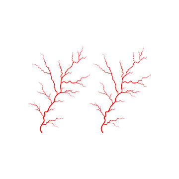 Red Capillary Tree Illustration Representing Blood Vessels Nerve Paths or Tree Roots