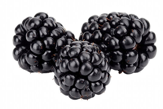 Trio of Ripe and Shiny Dark Forest Berries