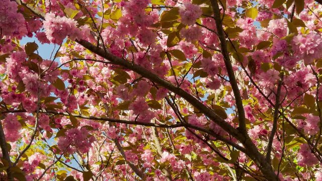Dense cherry blossoms sway in a gentle breeze, creating a soft rustling against the distant city hum. Songbirds chirp from the branches, punctuating the air with bright, melodic trills.