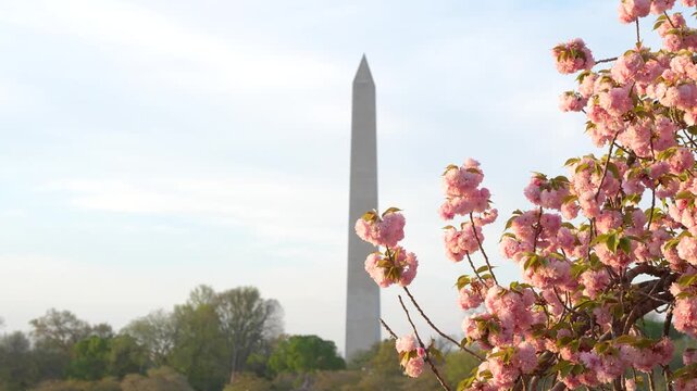 Cherry Blossom in Washington DC. Close Up Slow Motion of Pink Flowers on Right Side, Framing Washington Monument Around Tidal Basin United States