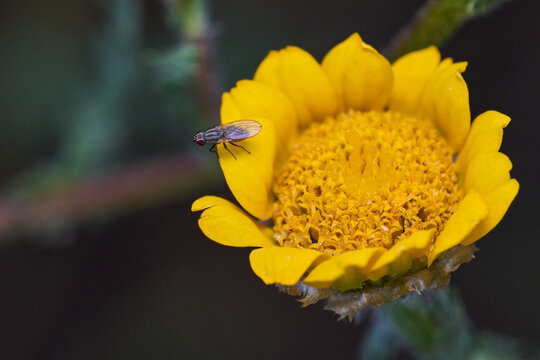 peque&ntilde;as moscas de las flores 