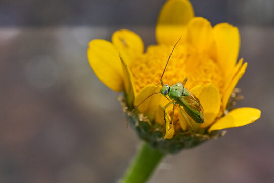peque&ntilde;a chinche verde en una flor