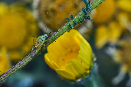 peque&ntilde;a chinche verde en una flor
