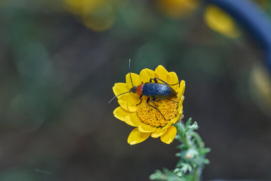 escarabajo en una flor amarilla 