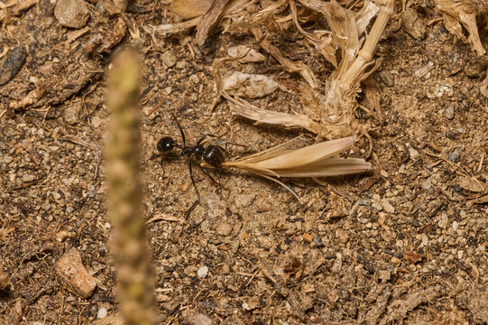 hormigas recolectando semillas