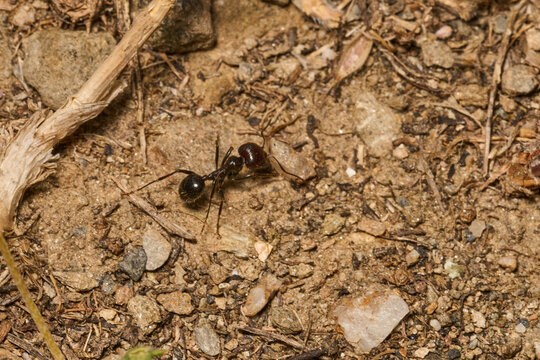 hormigas recolectando semillas