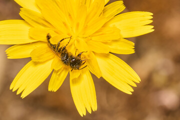 pequeña abeja en una flor amarilla © JOSE ANTONIO