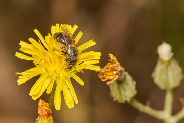 pequeña abeja en una flor amarilla © JOSE ANTONIO