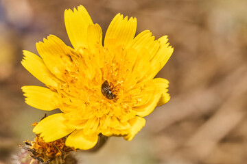 pequeña abeja en una flor amarilla © JOSE ANTONIO