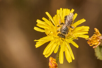 pequeña abeja en una flor amarilla © JOSE ANTONIO