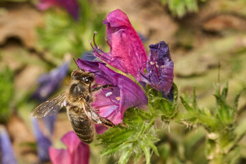 pequeña abeja en una flor amarilla © JOSE ANTONIO