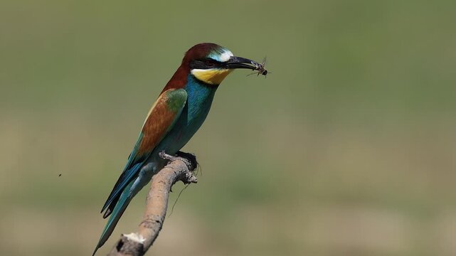 bee-eater is perching on a branch 