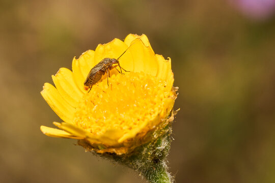 peque&ntilde;o escarabajo en una flor amarilla 