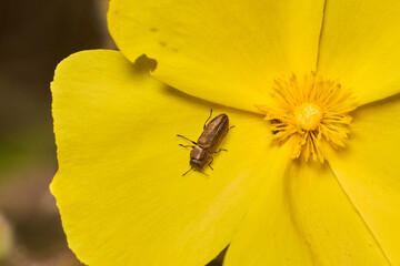 pequeño escarabajo en una flor amarilla  © JOSE ANTONIO