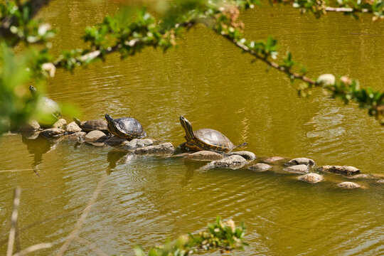 tortuga gal&aacute;pago en las piedras del estanque