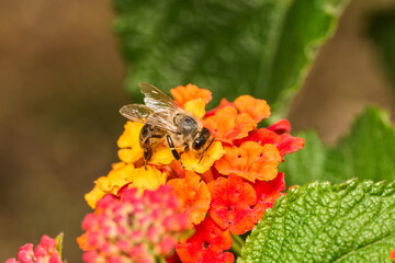 abeja melífera en una flor roja © JOSE ANTONIO