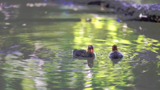 Two young American Coot (Fulica americana) chicks swimming in a small pond alone 4K 24fps