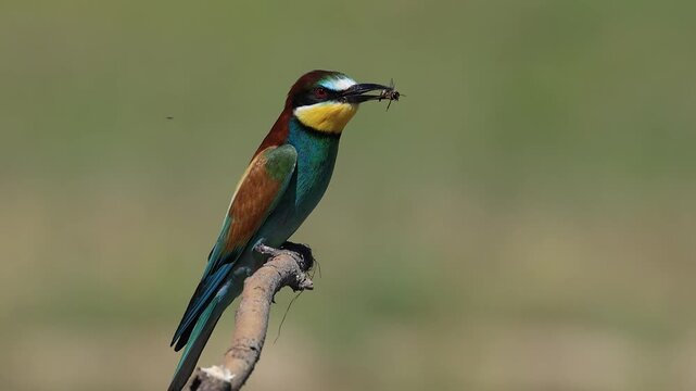 bee-eater is perching on a branch 