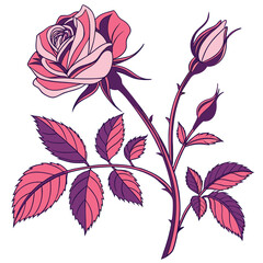 shrub rose colorful on white background © MOHAMMADRIPON