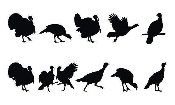 Detailed collection of turkey silhouettes featuring diverse bird poses for holiday designs