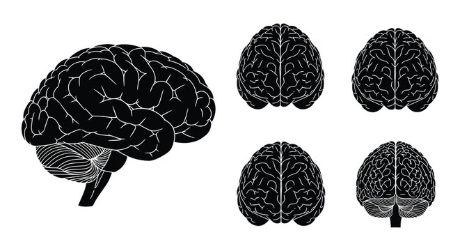 Human brain anatomy illustration with multiple views in black silhouette