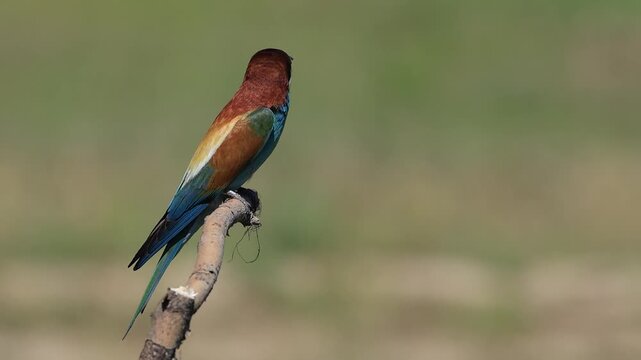bee-eater is perching on a branch 