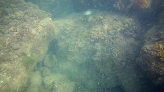 Large underwater rock formation covered with brown seaweed and marine vegetation in turquoise coastal water