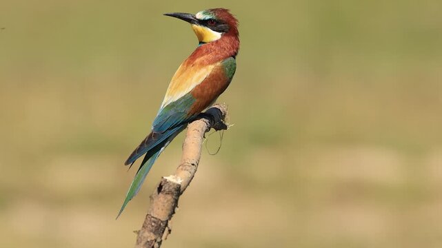 bee-eater is perching on a branch 
