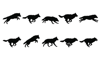 Naklejka premium Set of black silhouettes of a running wolf in various poses isolated on a white background.