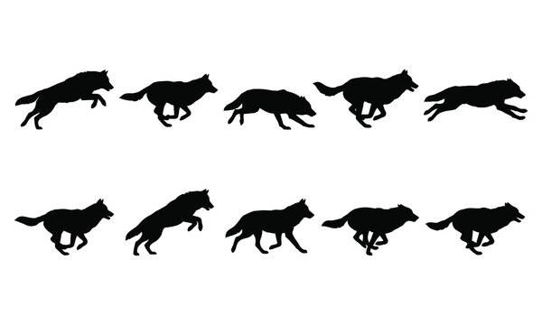 Set of black silhouettes of a running wolf in various poses isolated on a white background.