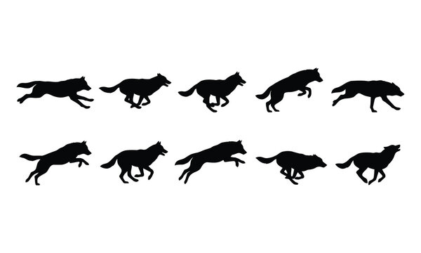 Collection of black silhouettes of a running wolf in different poses isolated on white background.