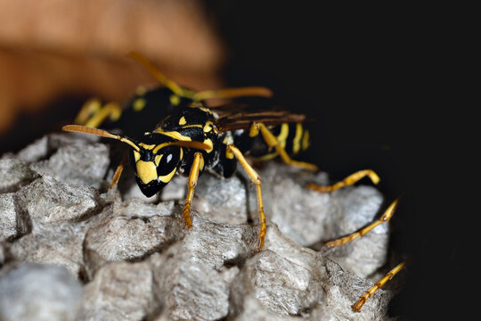 Close-up of a yellow jacket wasp sitting on its nest