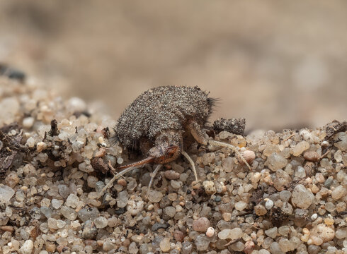 Detailreiche, frontale Nahaufnahme zeigt einen Ameisenl&ouml;wen (Myrmeleontidae). Er hat die Zangen ge&ouml;ffnet und befindet sich auf sandigem Untergrund. Ameisenl&ouml;wen sind das Larvenstadium der Ameisen.