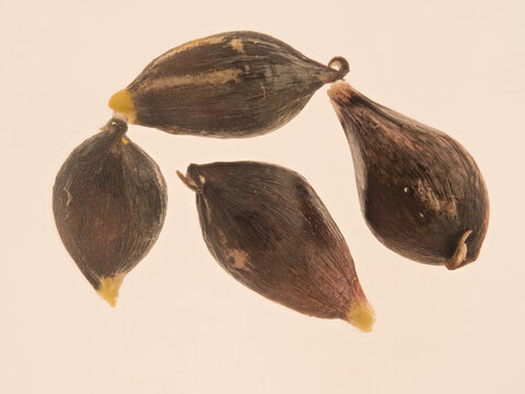 Makroaufnahme mehrerer Samen des Schlangenlauchs (Allium scorodoprasum) vor neutralem Hintergrund. An den Enden der Samen befindet sich jeweils ein gelbes Eliaosom.