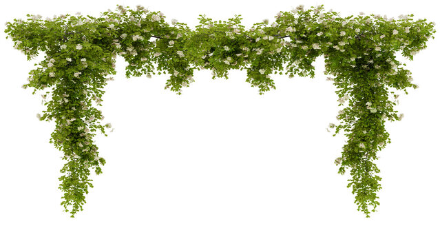 Symmetrical floral arch composed of lush green vines and delicate white blossoms, perfect for wedding backdrops or event decorations. Creates a romantic natural frame against transparent background.