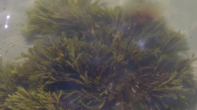 Clear Ocean Water with Seaweed and Light Pattern