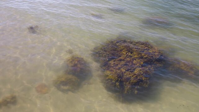 Top Down View of Clear Ocean Water with Seaweed and Light Patte