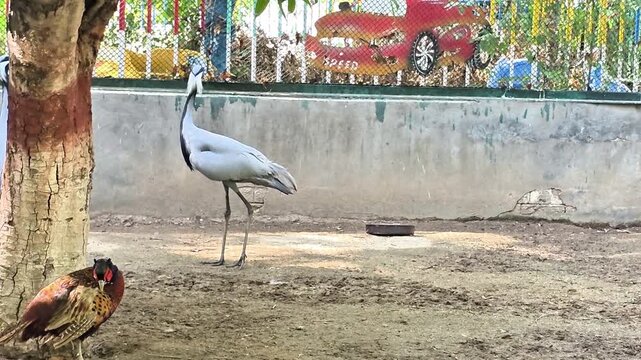 Wide shot of a Demoiselle Crane standing with a peacock and pheasant.