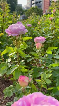 Dolly out shot of light purple roses in the rose garden in the morning