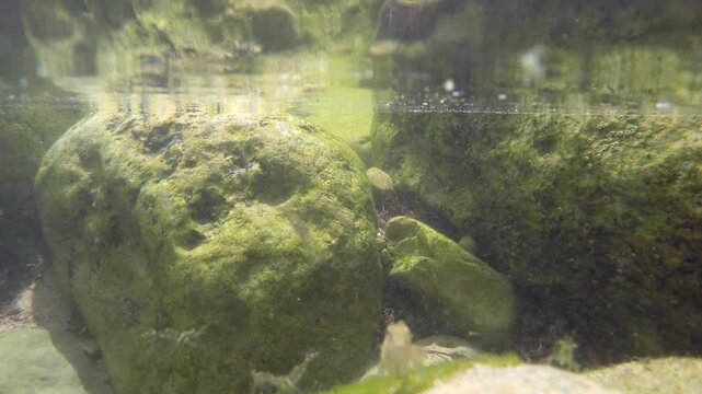 Small fish rest among algae-covered rocks in a shallow freshwater streambed