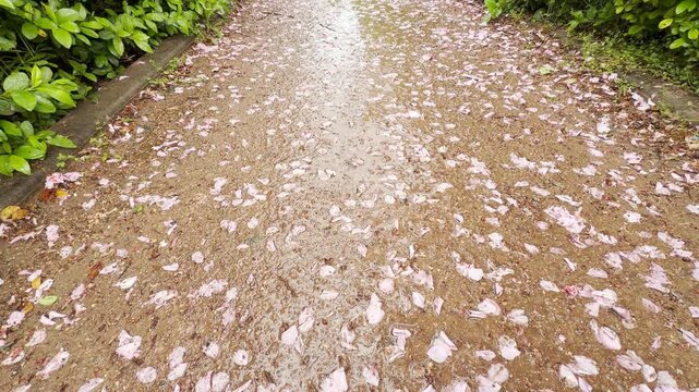 Delicate pink petals rest on a wet garden path after a rain shower. Small birds chirp in the hedges while a faint city hum echoes nearby. The moist ground creates a soft squelching sound underfoot.