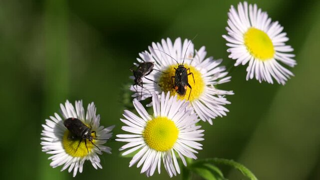 insect of the Miridae family, commonly known as plant Bugs among Annual fleabane, daisy fleabane or eastern daisy fleabane (Erigeron annuus) flowers, feeding on nectar. 