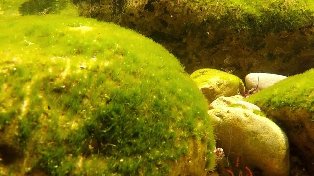 Green algae covering underwater rocks in a clear freshwater stream environment